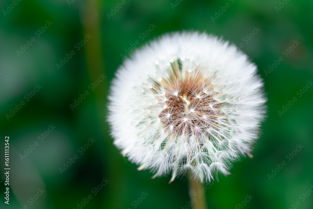 Fototapeta premium A solitary white dandelion stands among the green grass like a delicate cloud. Its seeds form a fine pattern, like the thinnest strands of a spiderweb, ready to lift off with the slightest breeze.