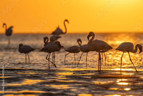 Photos Group of lesser flamingos (Phoeniconaias minor) illuminated by rich golden light