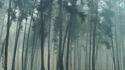 Dark Pine Forest Shrouded in Mist and Smoke. Desolate Pine Forest in the Wake of a Wildfire. Mysterious Forest with Wind, Smoke, and Foggy Darkness
