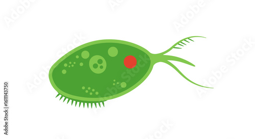 Euglena Structure Vector Illustration – Labeled Diagram of a Microscopic Organism