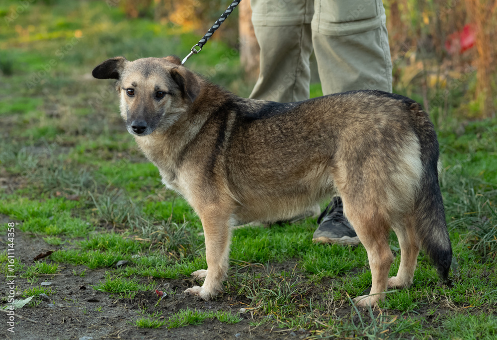 Obraz premium Sad dog on a leash.