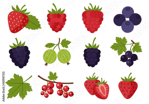 Collection of fresh berries and leaves illustration