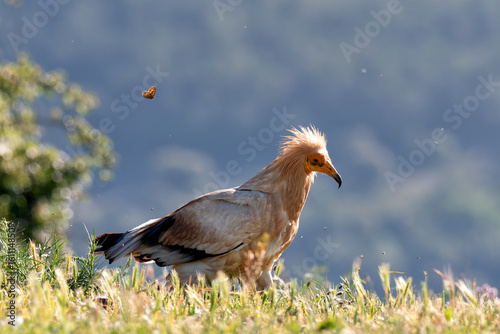 фотографія Egyptian vulture