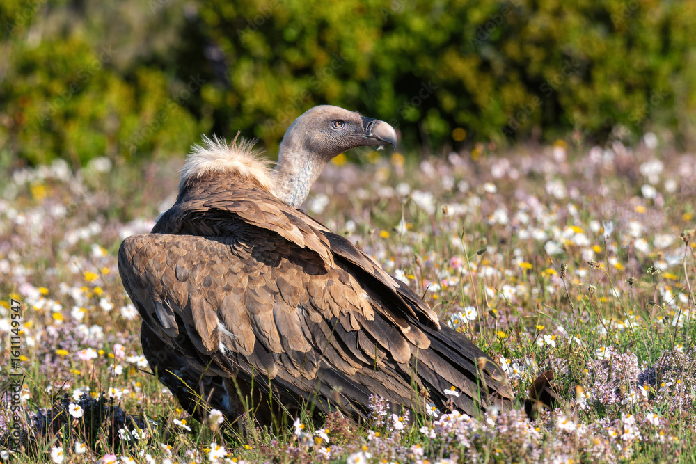 Fototapeta premium griffon vulture in wildflowers