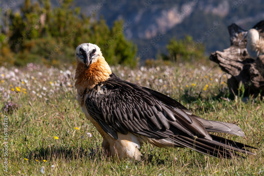 Obraz premium Lammergeier 