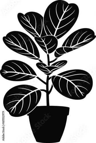 Silhouette of a fiddle leaf fig plant in a pot isolated on a clean white background