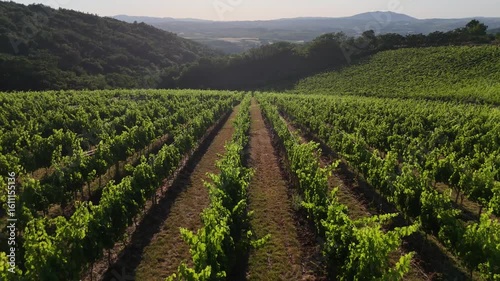 Aerial 4k drone shot of amazing vineyard
