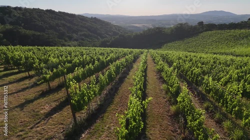Aerial 4k drone shot of amazing vineyard