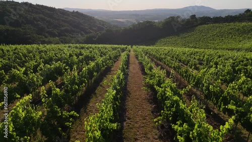 Aerial 4k drone shot of amazing vineyard