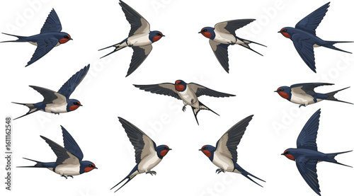 Flying swallow birds illustration, barn swallows in motion, cartoon style birds vector, migratory birds set, blue and white swallows isolated on white background
