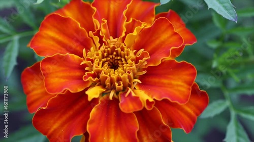 Striking orange marigold with dark center. Macro shot of a blooming marigold. Vibrant flower photography with green foliage.
