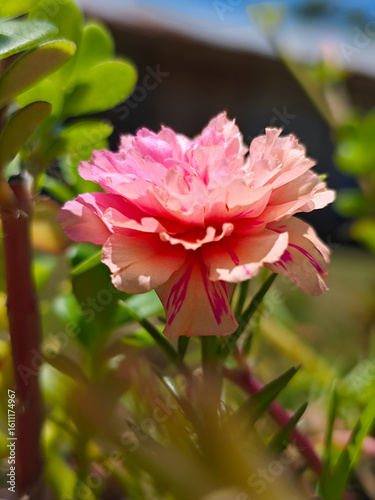 pink morning glory flower