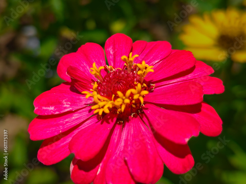red zinnia flower with blur background 