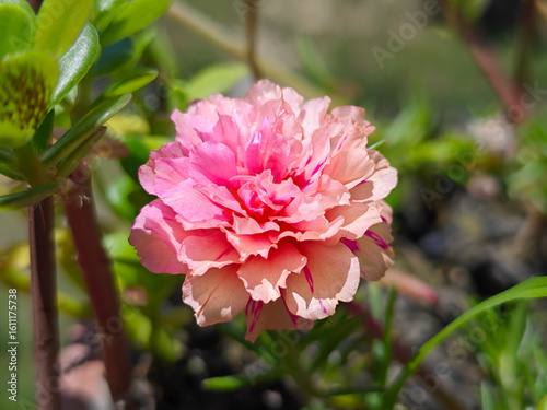 pink Japanese flower