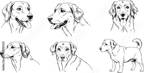 Detailed sketches of golden retrievers, labrador dogs, and puppies in various poses and expressions