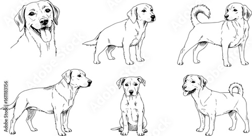 Elegant collection of hand drawn dog breeds showcasing adorable expressions and detailed line work for pet lovers