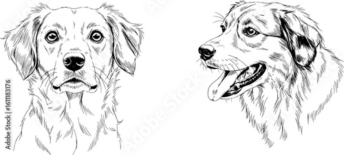 Adorable golden retriever portraits with expressive eyes, ready to bring a touch of canine charm to your project