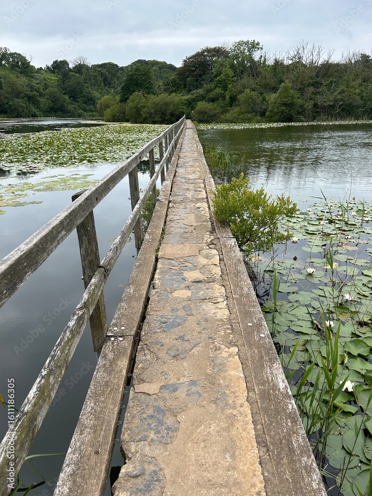 Obraz premium Bosherston Lily Ponds Trail