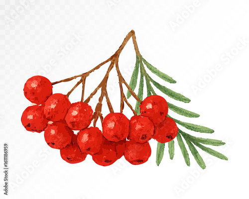 Watercolor red rowanberry cluster with green leaves, hand-painted botanical autumn fruit element for seasonal forest decoration. Vector illustration.