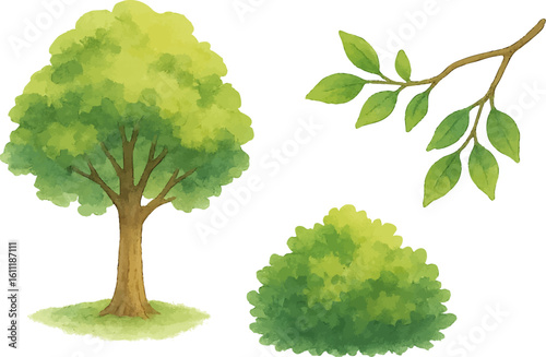 Watercolor set of tree, bush and branch with green foliage, hand-painted natural forest elements in botanical woodland style. Eco plant decor. Vector illustration.