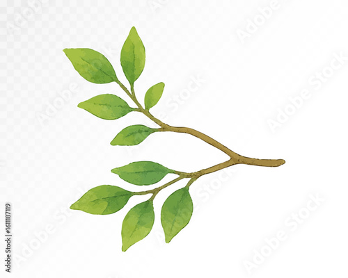 Watercolor green leafy branch with delicate foliage, hand-painted botanical element in natural forest style for summer design. Vector illustration.