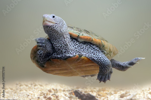 Diamondback terrapin turtle swims to the sand bottom, Diamond back terrapin on dive to the bottom of the sand
