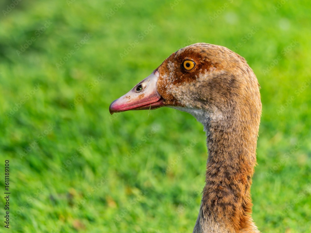 Fototapeta premium Close up of a male Egyptian goose (Alopochen aegyptiaca) Egyption Goose at a lake.