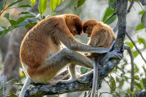 Photography Mentoring - Proboscis Momkey teaching its young one