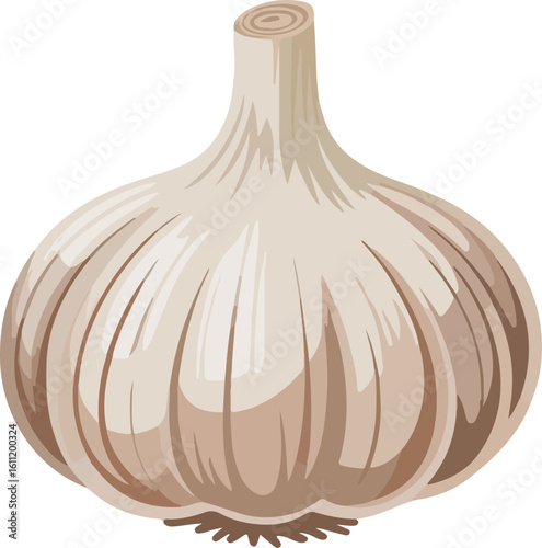 Describe the appearance taste and common culinary uses of the White Garlic shown in the image