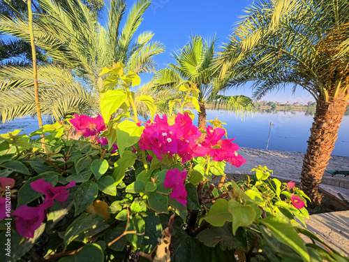 Closeup detail of a bougainvillea Nyctaginaceae bush with purple flowers in garden next to large tropical river and palm trees