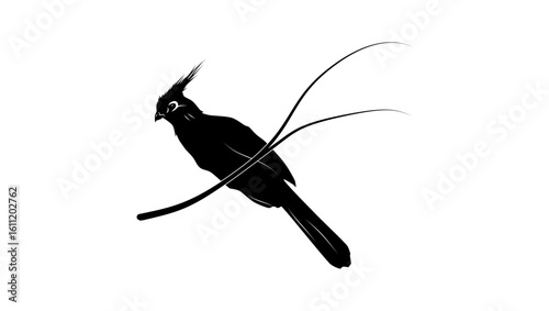 Schalow's Turaco bird, black isolated silhouette