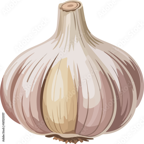 Describe the appearance taste and common culinary uses of the White Garlic shown in the image