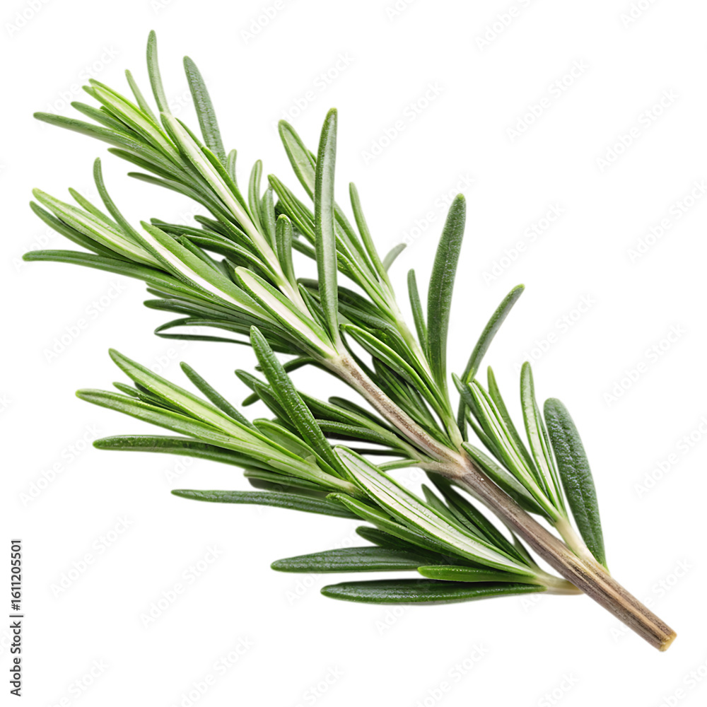 Fototapeta premium Fresh rosemary sprig isolated on black background
