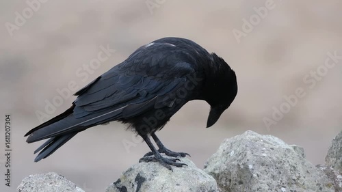 A crow is a bird of the genus Corvus, or more broadly, a synonym for all of Corvus. The word 