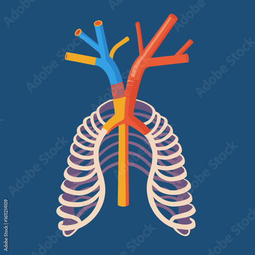 Anatomical illustration of human lungs and bronchi in color  