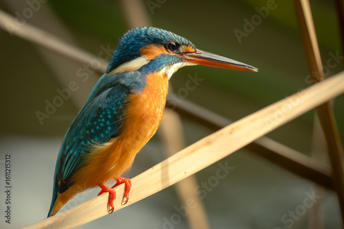 Canvas Print Common kingfisher