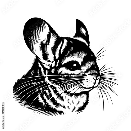 Chinchilla head illustration