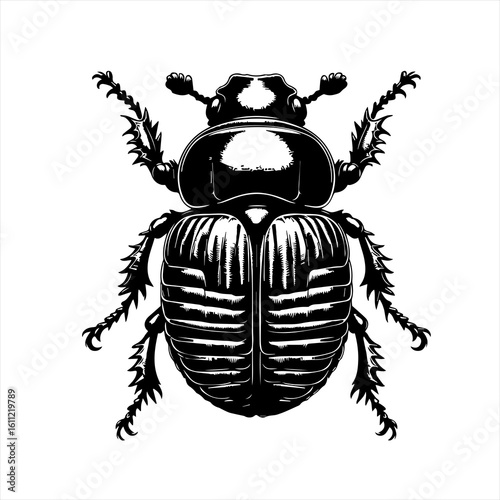 Beetle illustration