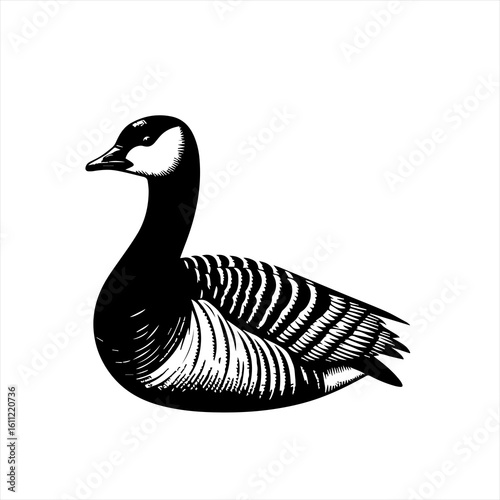 Goose sitting on white background
