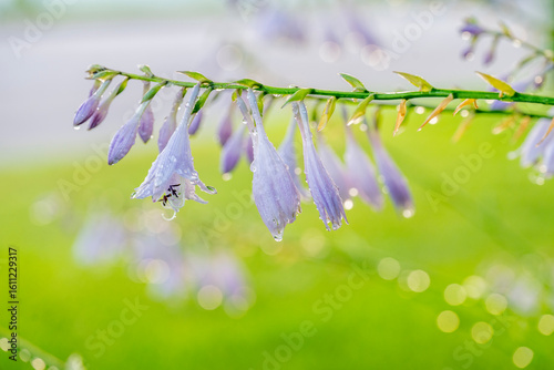 Light Purple Hosta Flowers with a Green Background and Water Droplet Bokeh