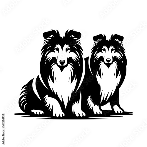 Two Black and White Collie Dogs Sitting Together.