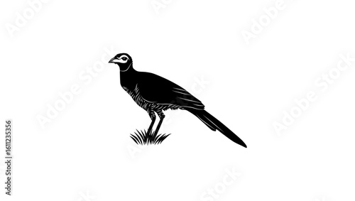 Bornean Ground-Cuckoo, black isolated silhouette