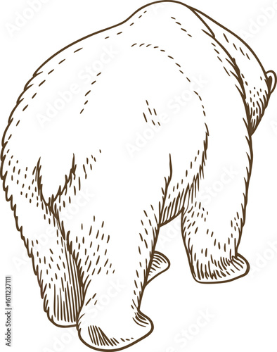 Brown bear walking away, rear view hand drawn wild animal illustration, furry mammal, isolated white background