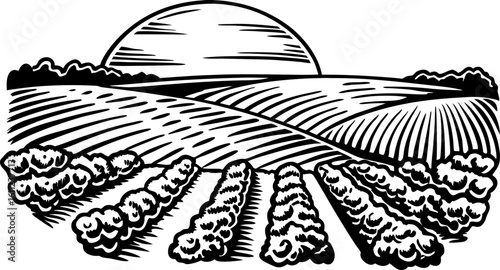 Sunset over rural farmland hand drawn landscape with crop fields, rolling hills, and stylized sky illustration