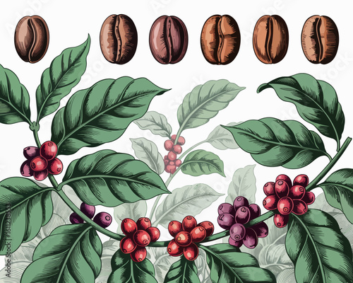 Coffee Beans and Branches Illustration Showing Different Stages of Ripening for Coffee Production and Beverage Use