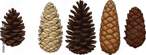 Pine cones collection illustration, different types of brown pinecones, forest seed elements, natural botanical design, conifer cone drawing, woodland decoration, seasonal nature clipart