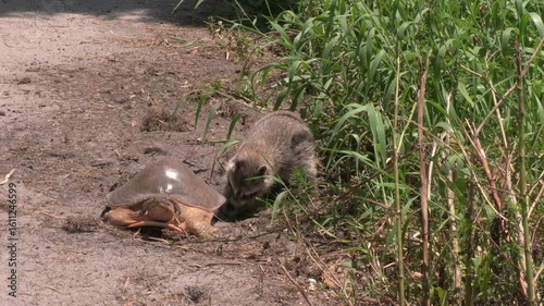 Raccoon stealing Eggs from Turtle Nest