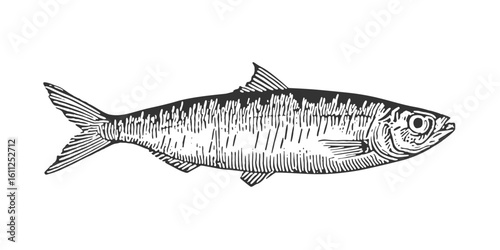 Sardine in black and white. Vintage woodcut engraving style vector illustration.