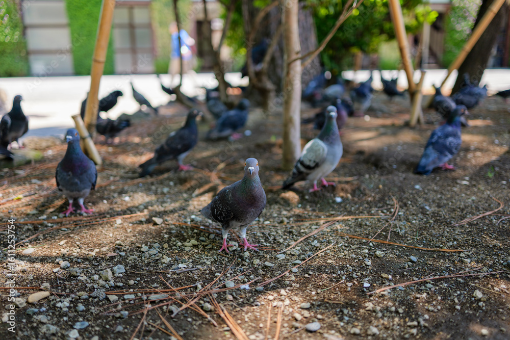 Obraz premium 寺の境内に集まる鳩たち