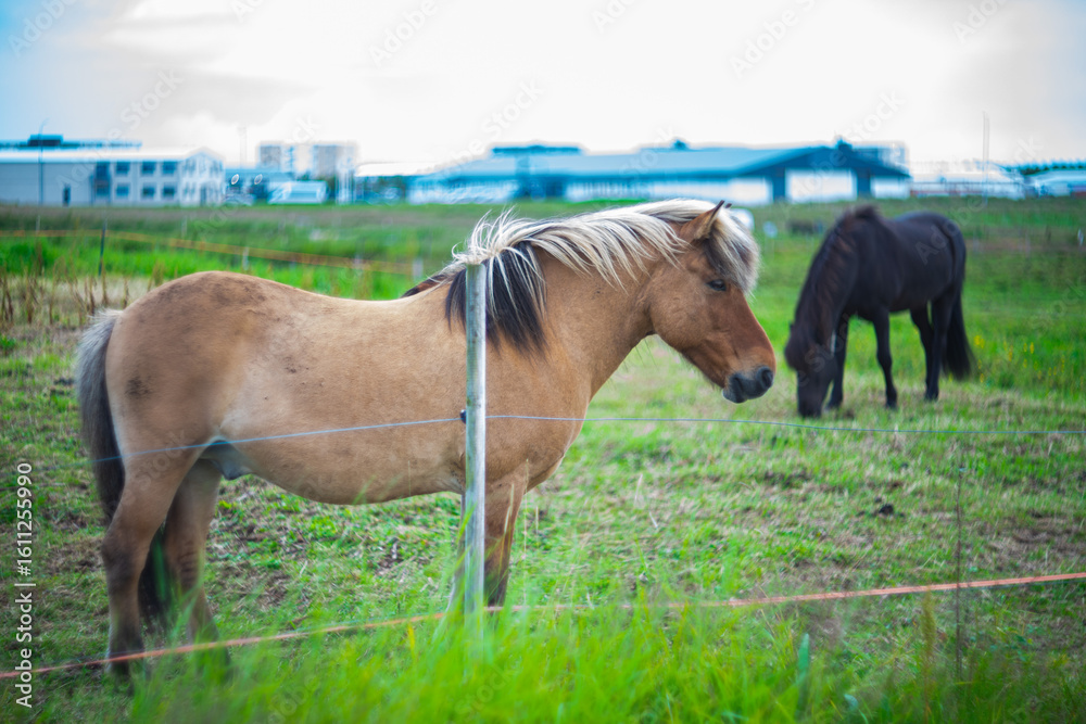 Fototapeta premium Two Icelandic horses standing on a green field with modern buildings in the background. One tan horse in focus with a flowing mane, the other grazing in soft blur. Rural life meets urban backdrop